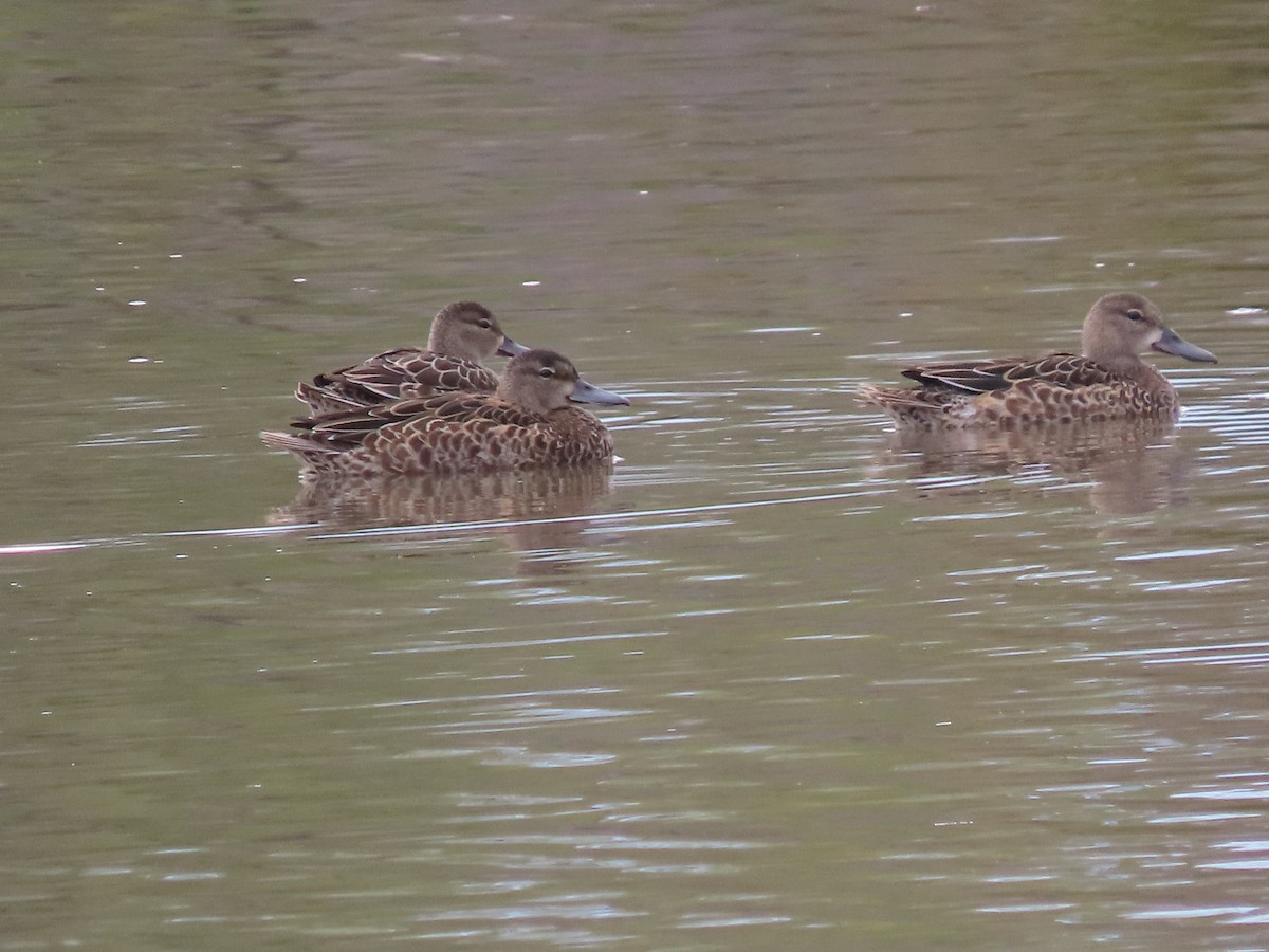 Blue-winged Teal - ML643710161