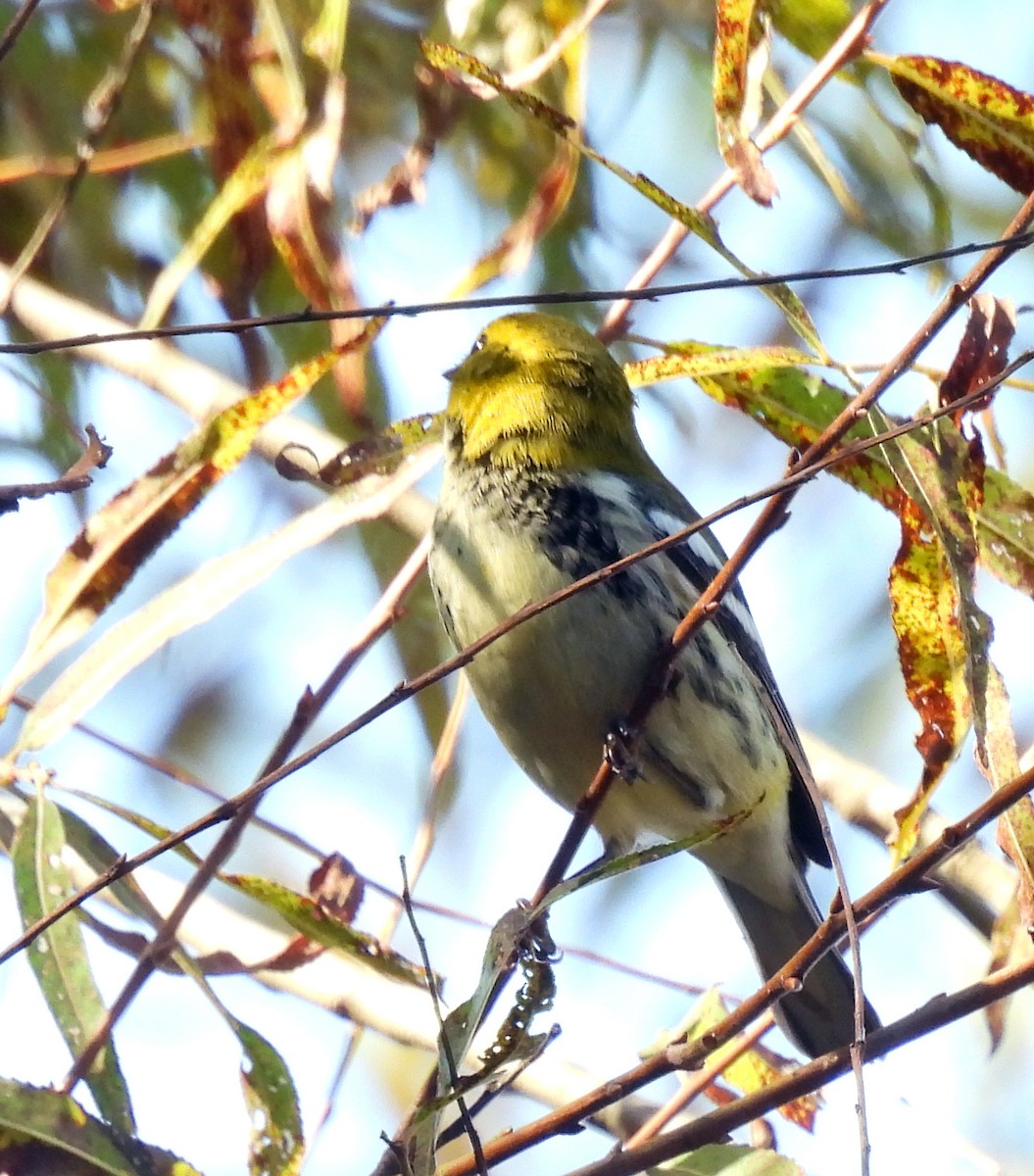 grønnparula - ML643710210