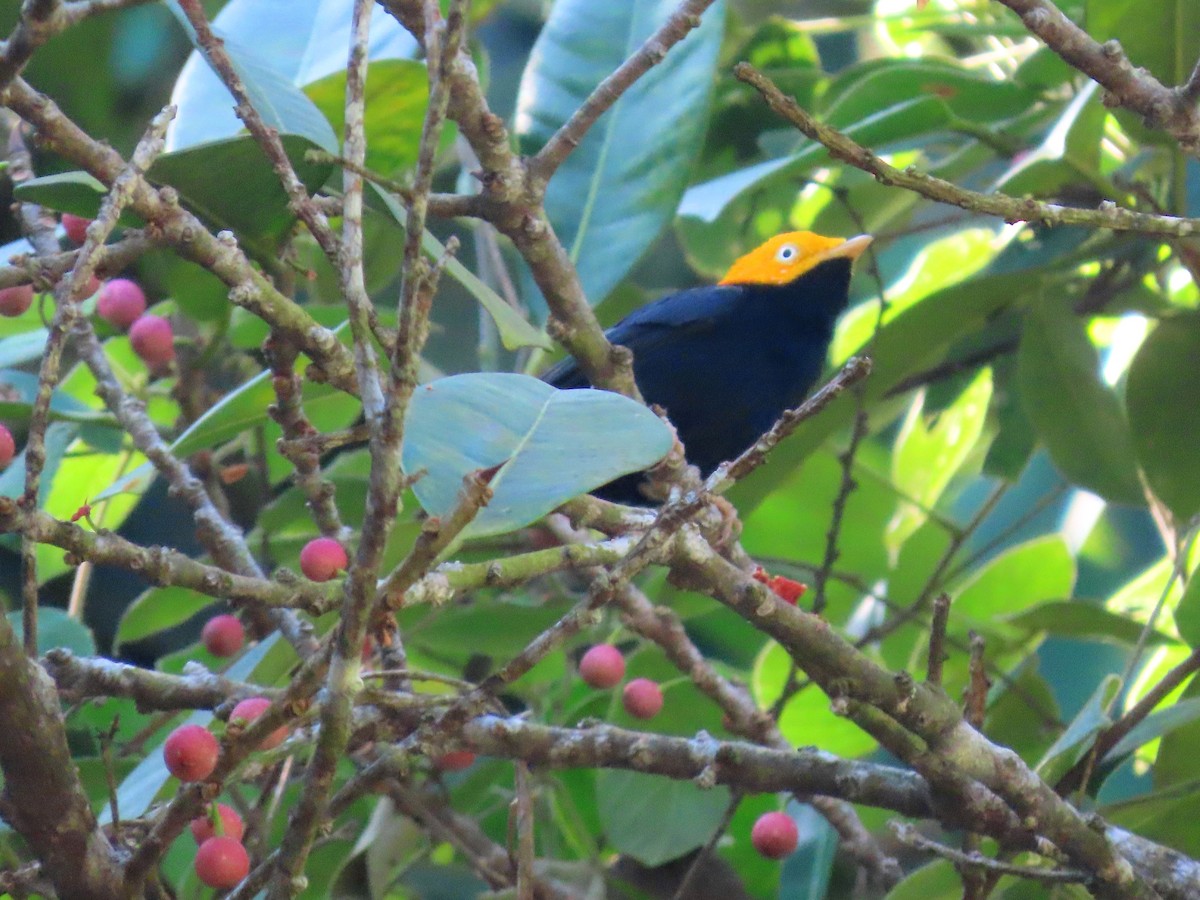 Golden-headed Manakin - ML643710239