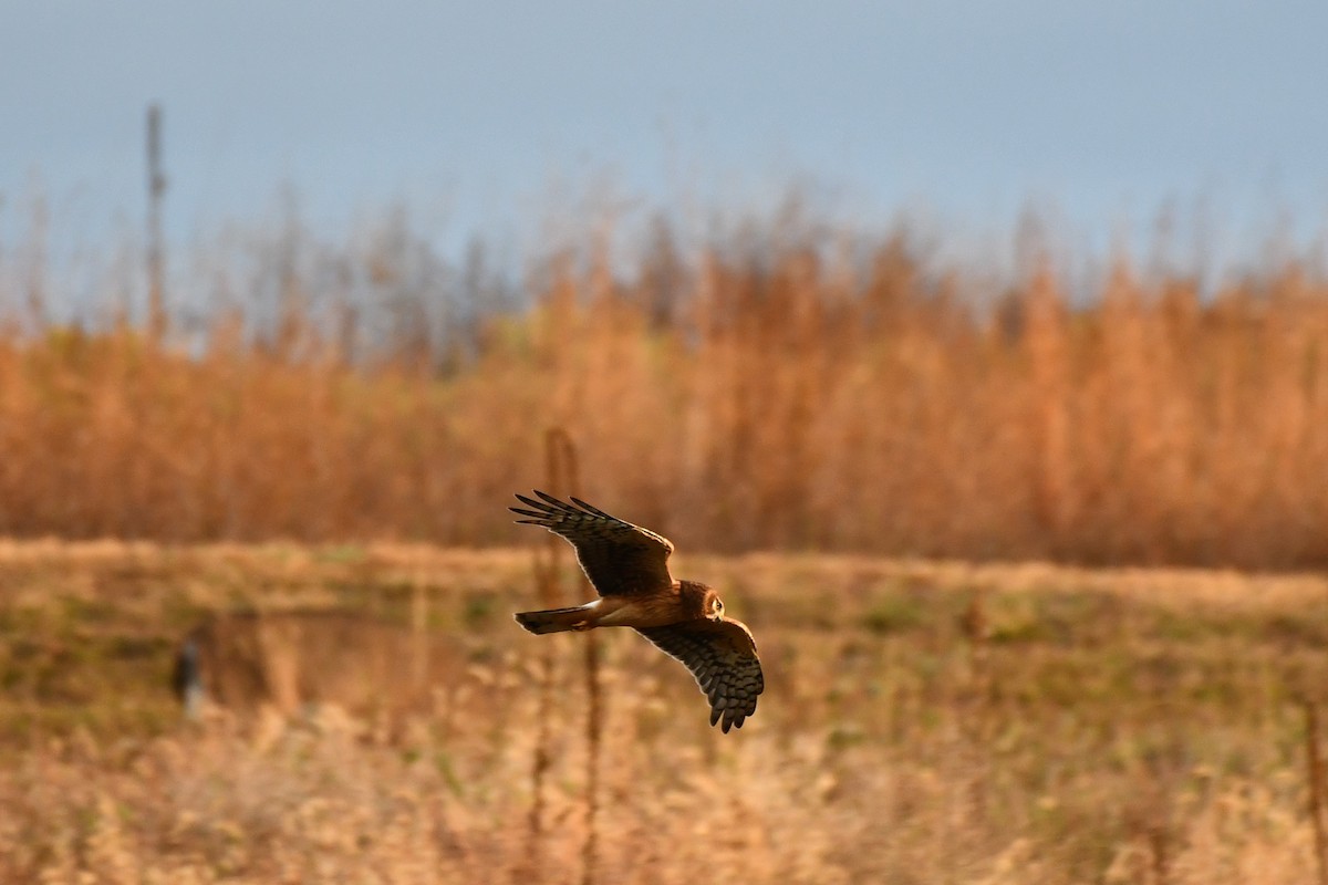Northern Harrier - ML643710244