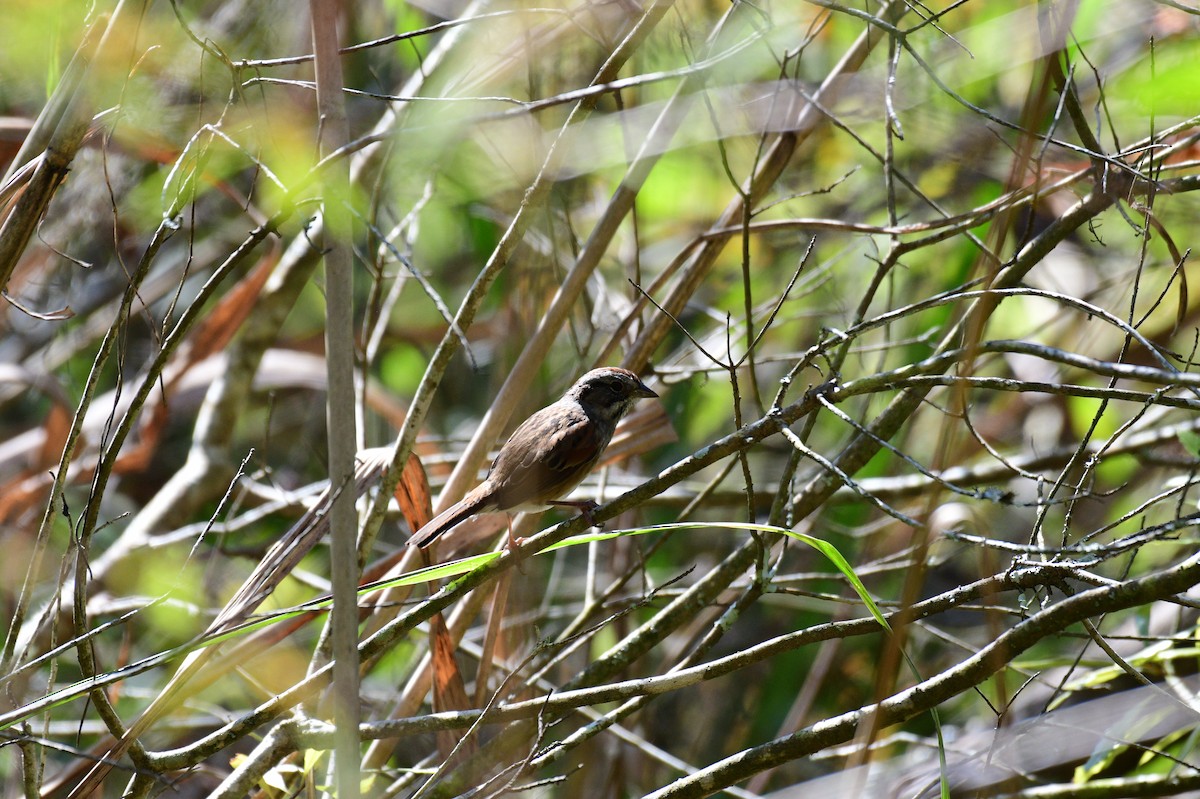 Swamp Sparrow - ML643710253