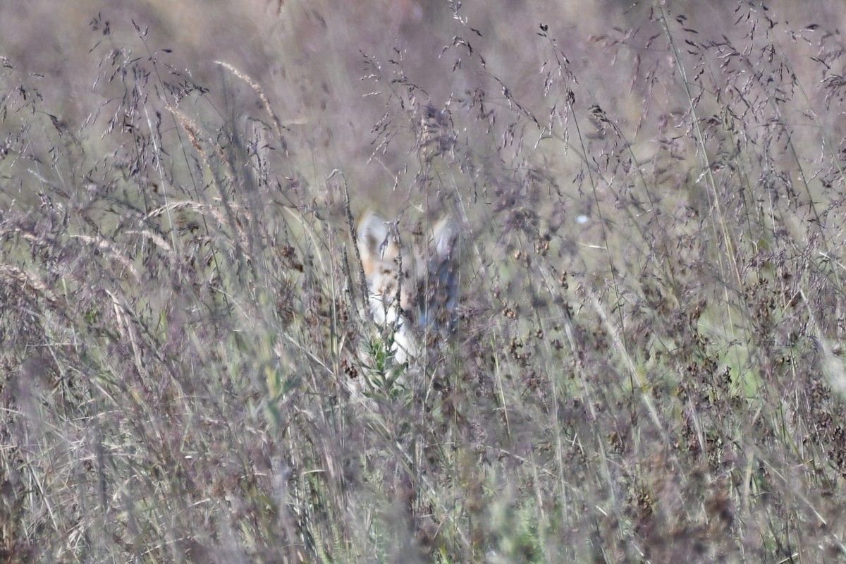 Red Fox - ML643710256