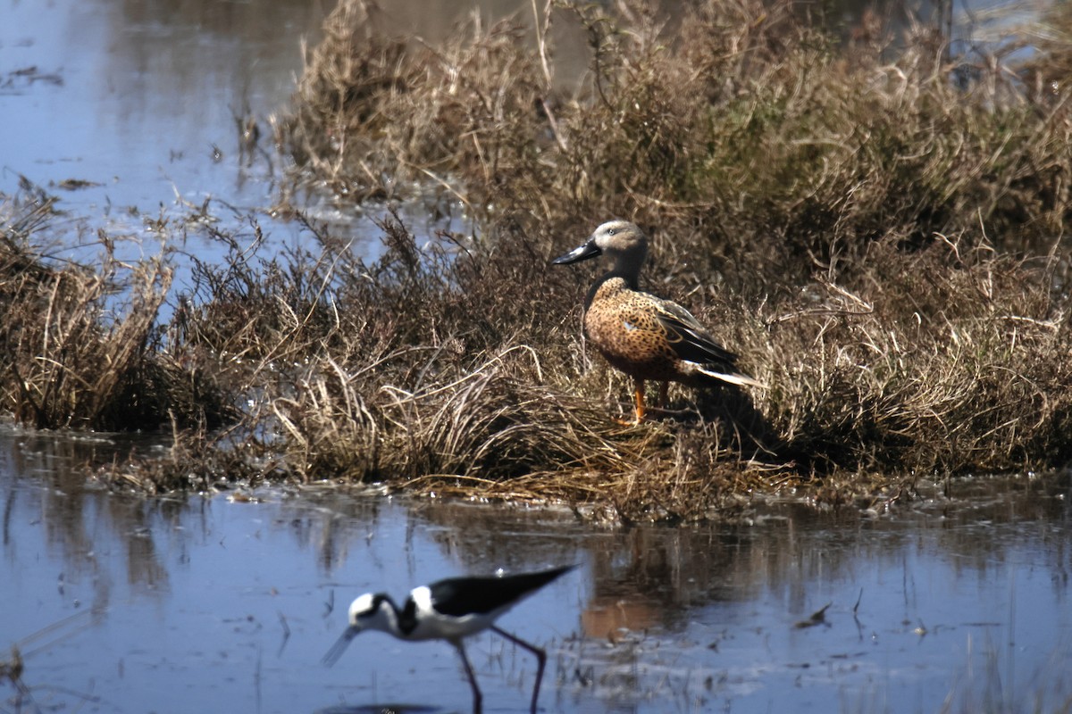Red Shoveler - ML643710262