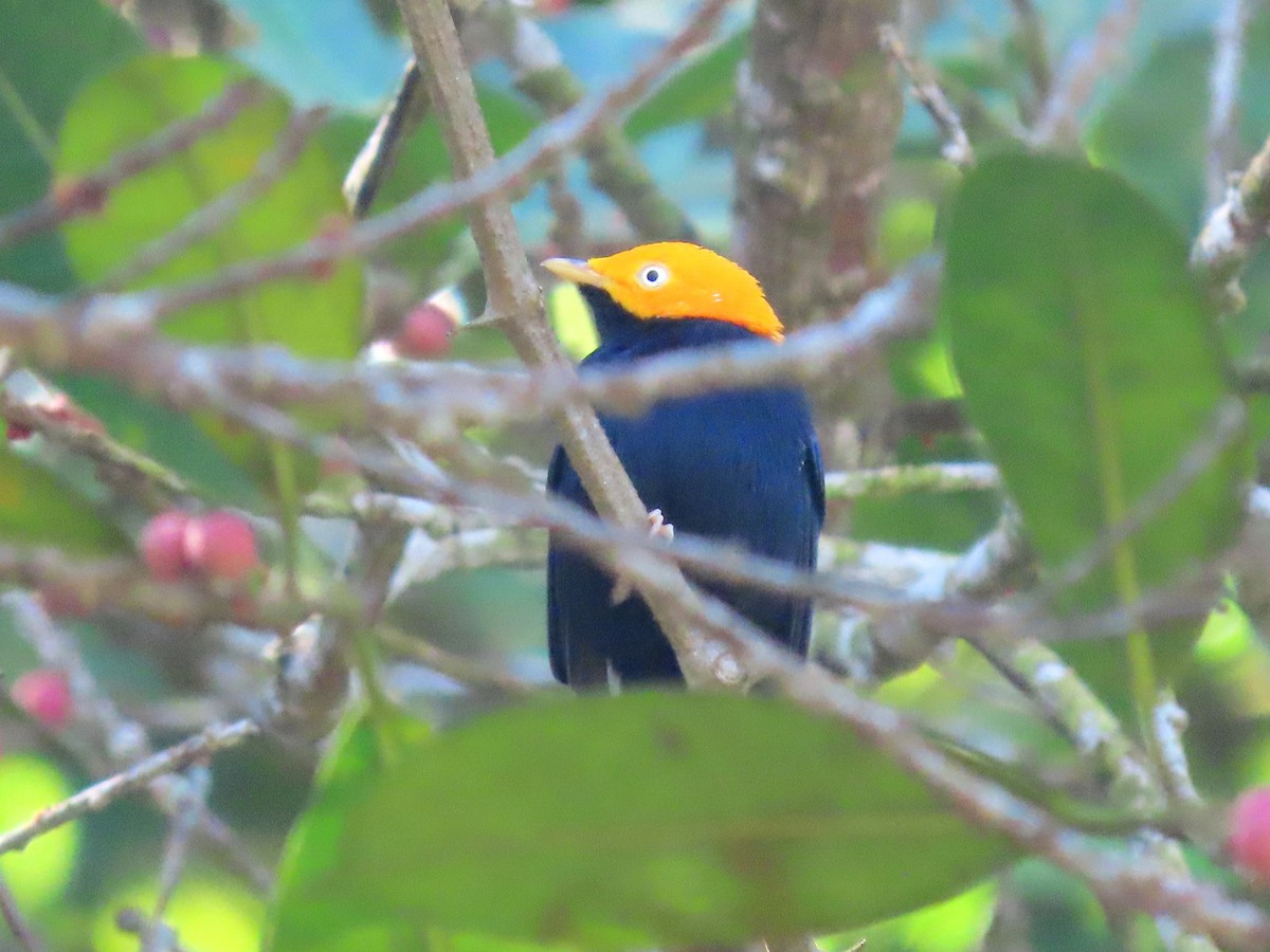 Golden-headed Manakin - ML643710278