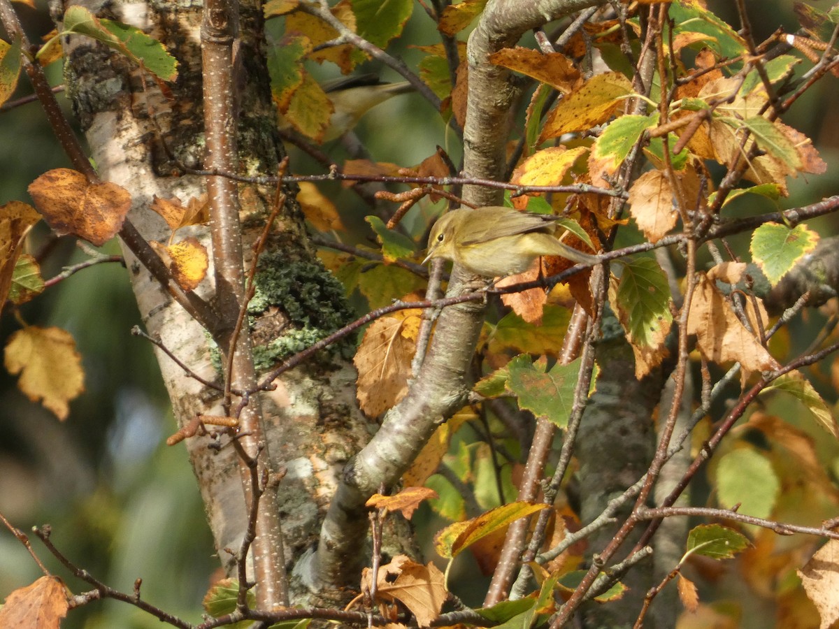 チフチャフ - ML643710282