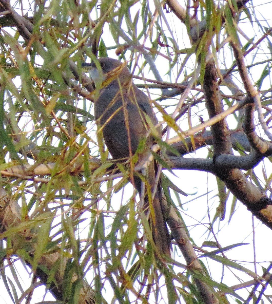 Yellow-billed Cuckoo - ML643710293