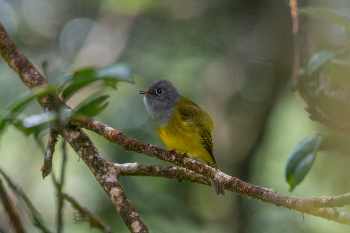 Gray-headed Canary-Flycatcher - ML643710296