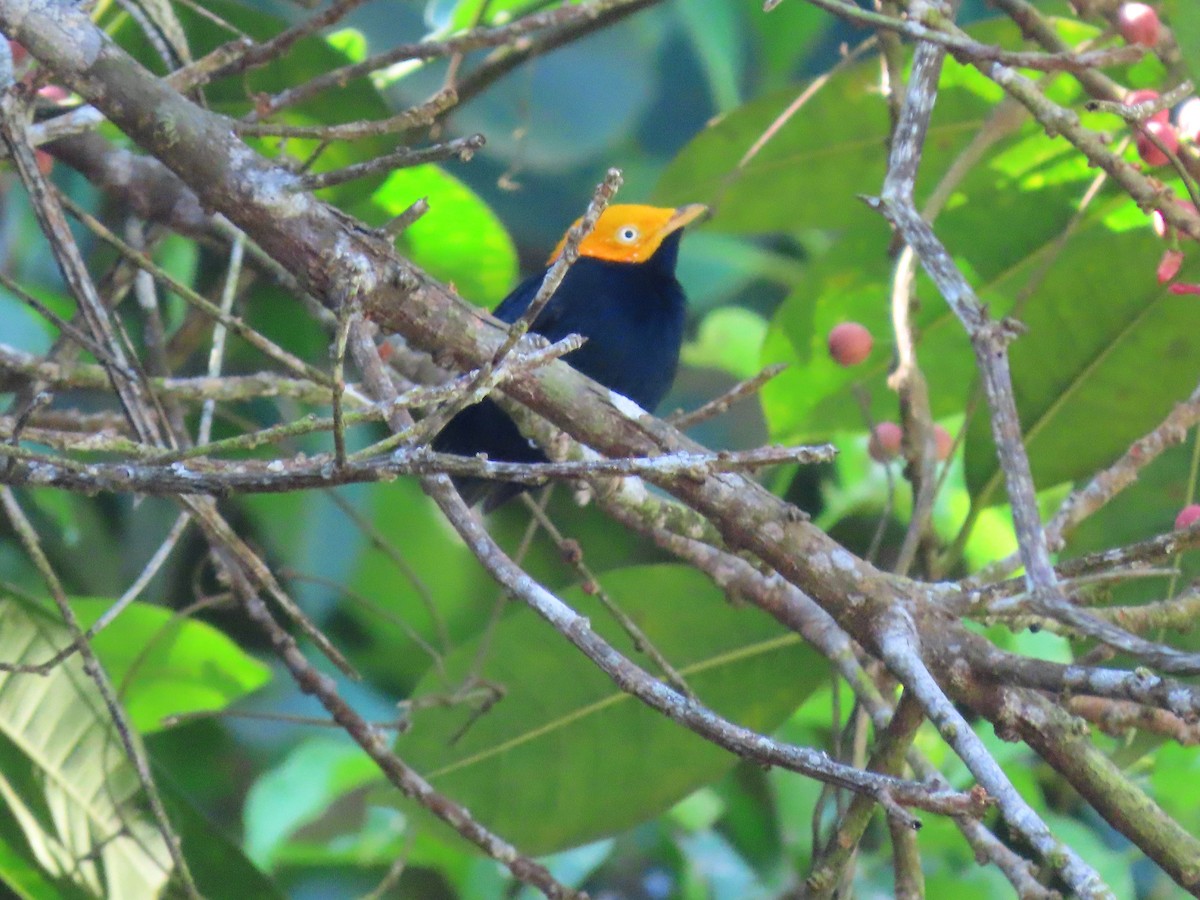 Golden-headed Manakin - ML643710297