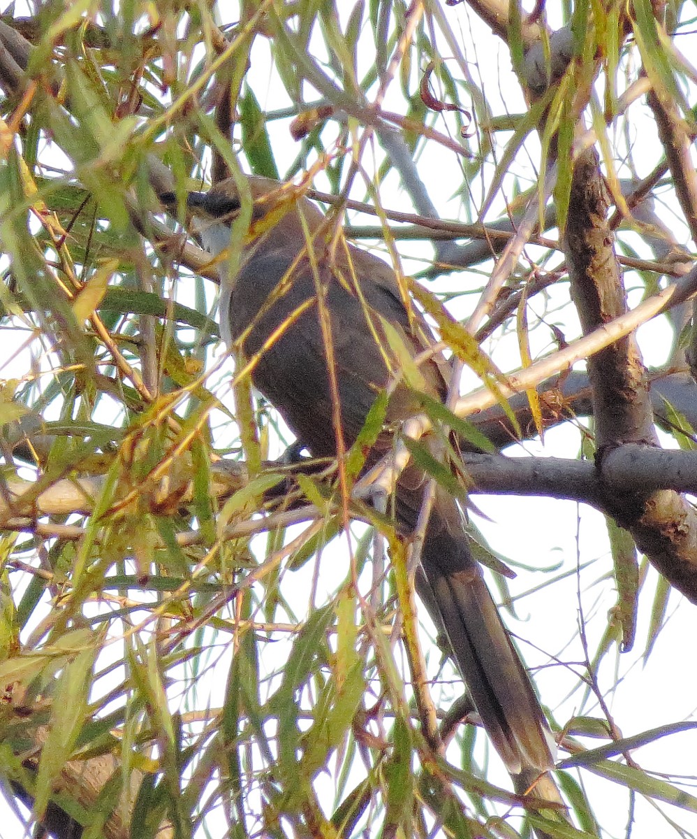 Yellow-billed Cuckoo - ML643710301