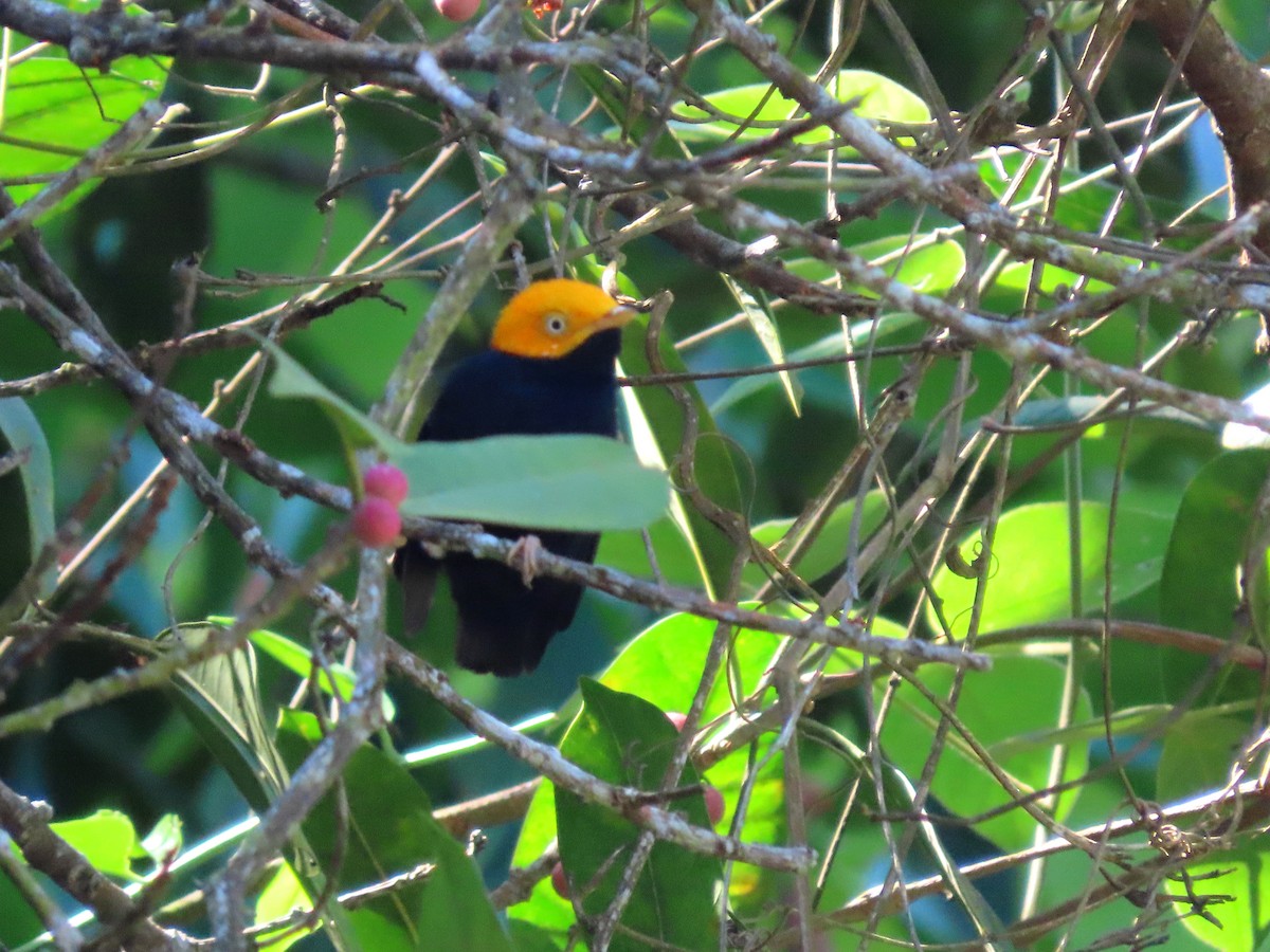 Golden-headed Manakin - ML643710306