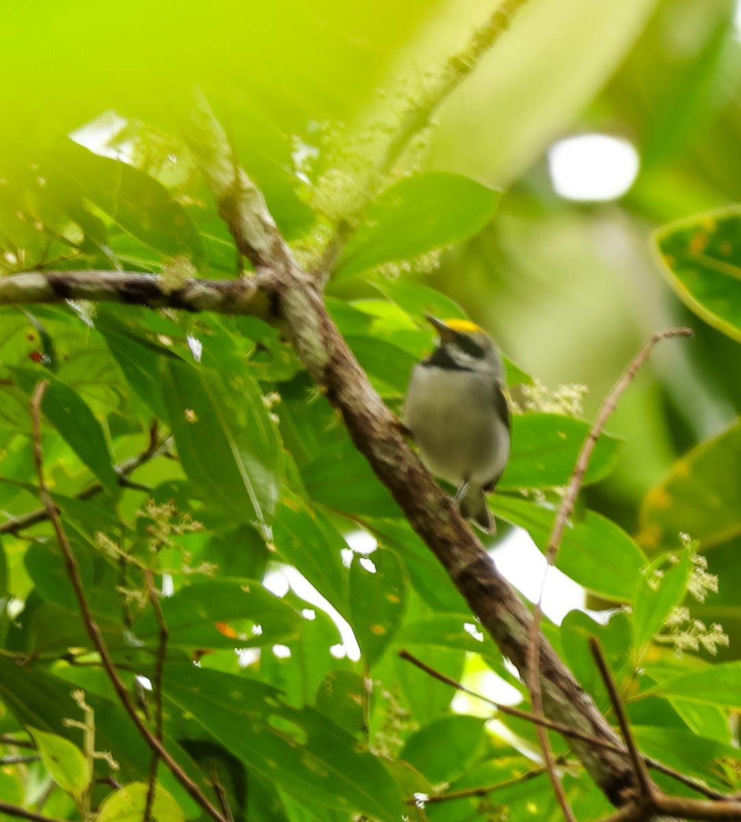 Golden-winged Warbler - ML643710309
