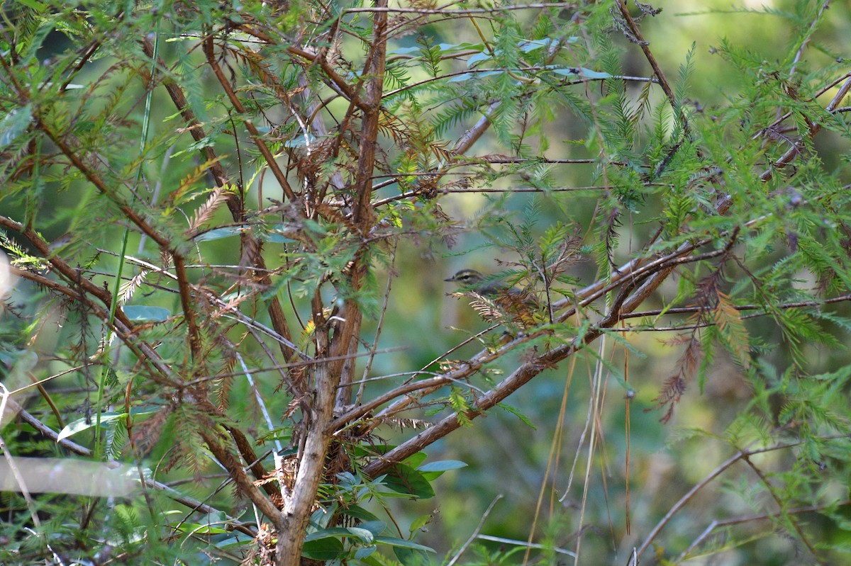 Palm Warbler - ML643710310