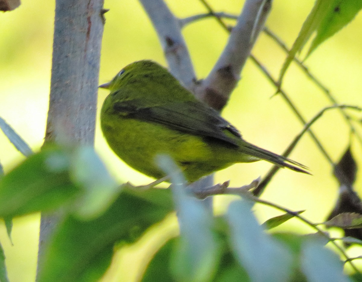 Wilson's Warbler - ML643710336