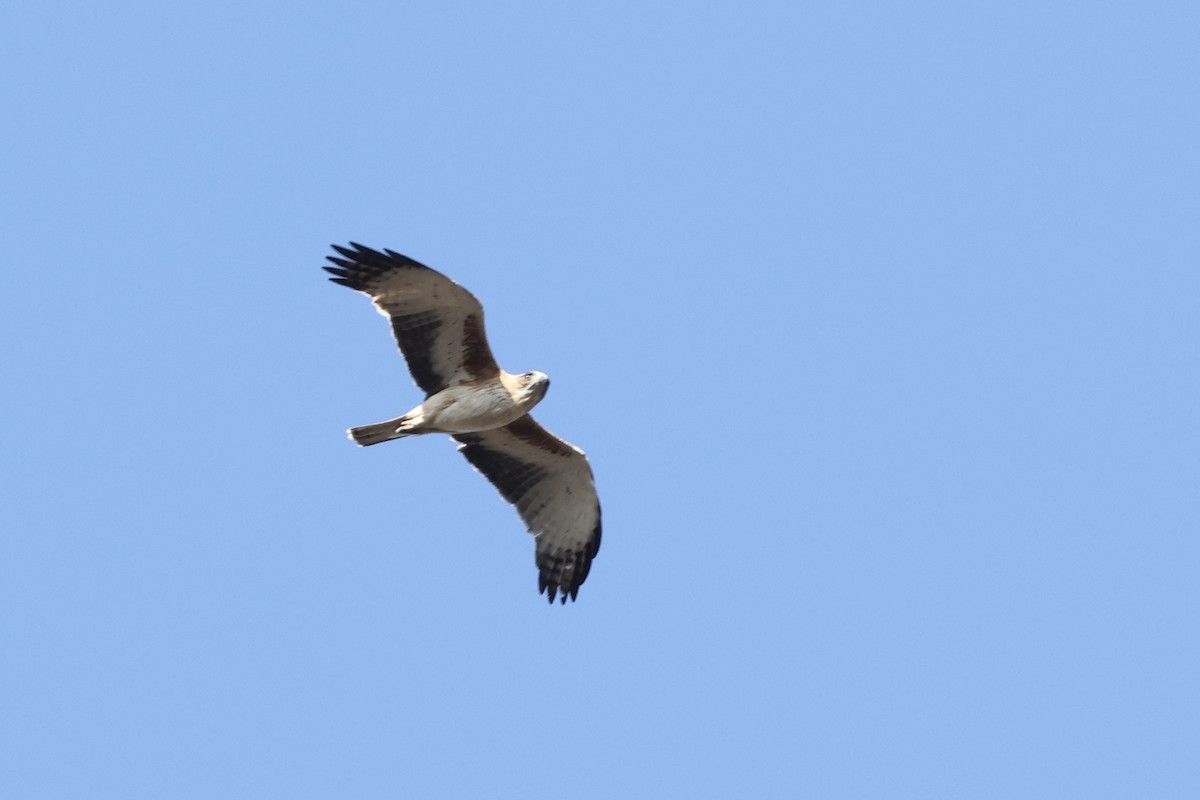 Little Eagle - ML643710337