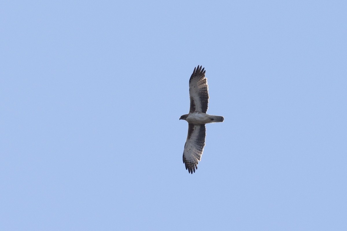 Little Eagle - ML643710338