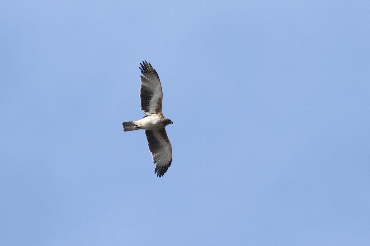 Little Eagle - ML643710339