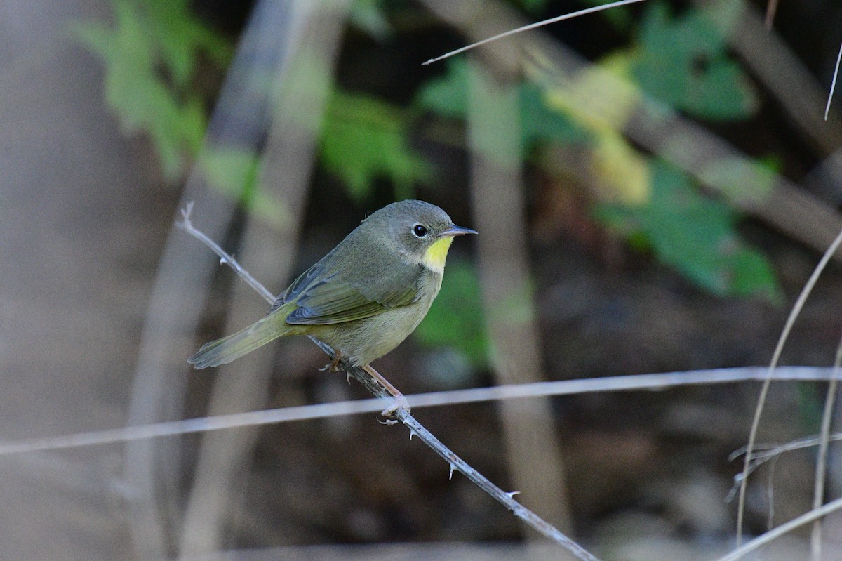 Common Yellowthroat - ML643710340