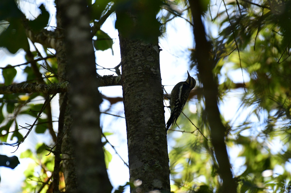 Yellow-bellied Sapsucker - ML643710350