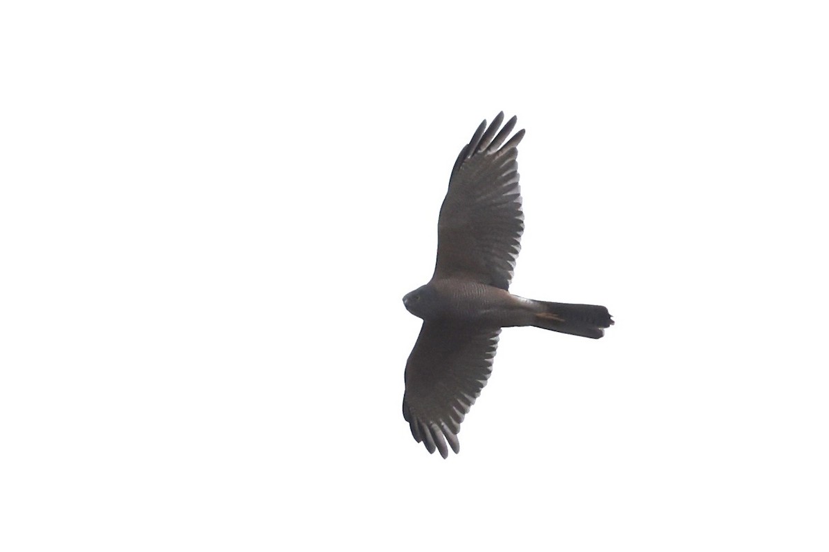 Brown Goshawk - ML643710360