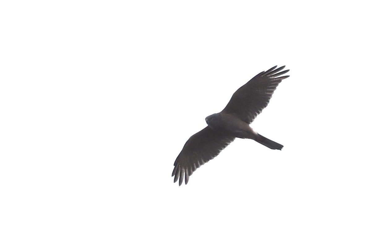 Brown Goshawk - ML643710361