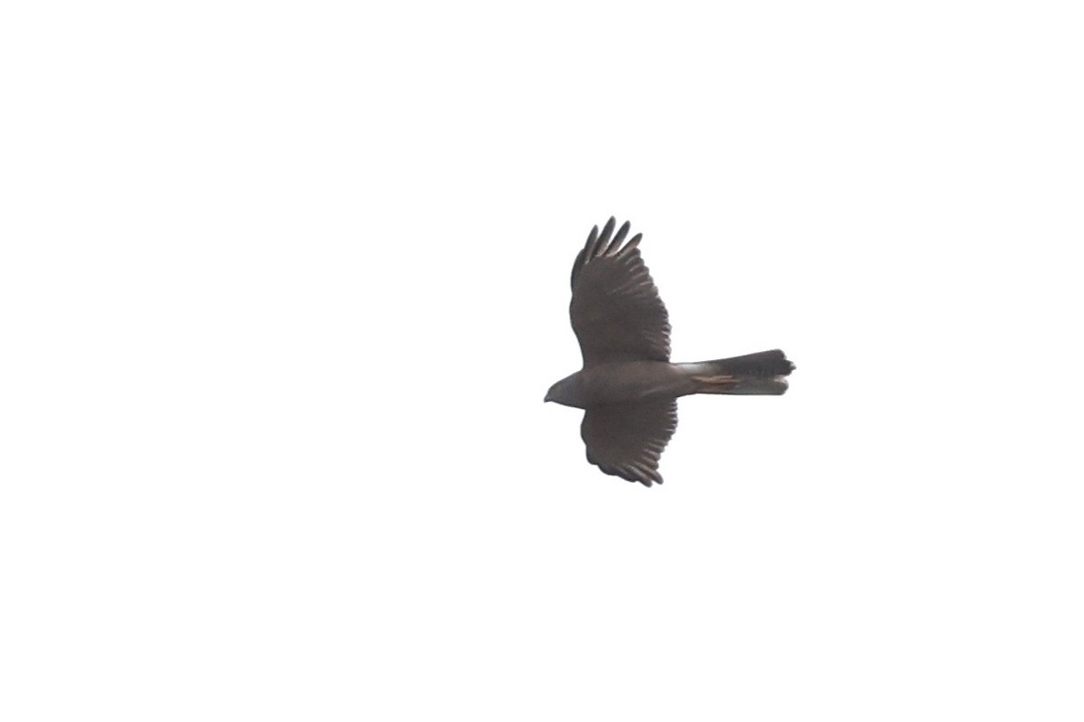 Brown Goshawk - ML643710362