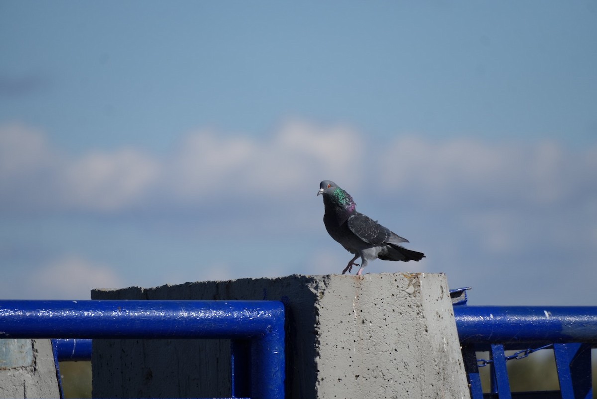 Rock Pigeon (Feral Pigeon) - ML643710375