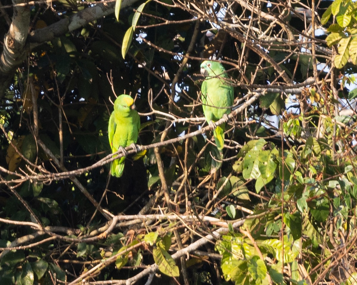 キビタイボウシインコ - ML643710376