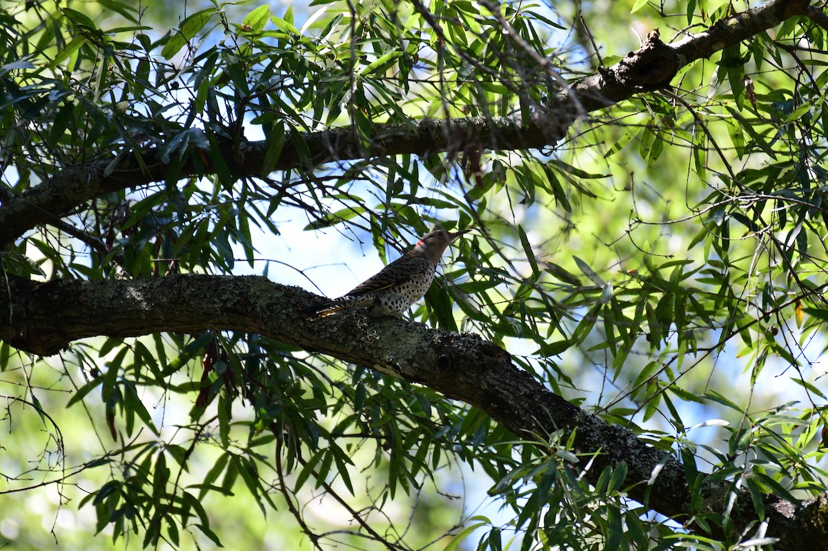 Northern Flicker - ML643710398