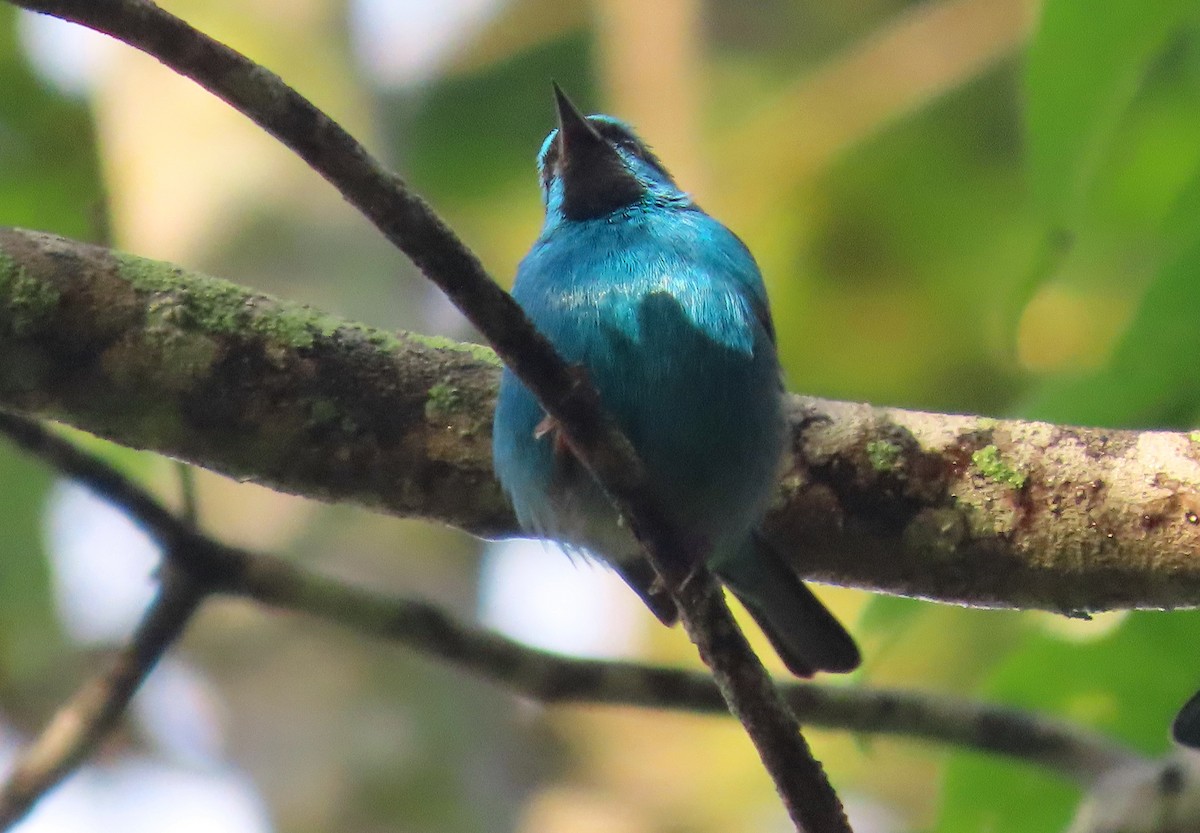 Blue Dacnis - ML643710418
