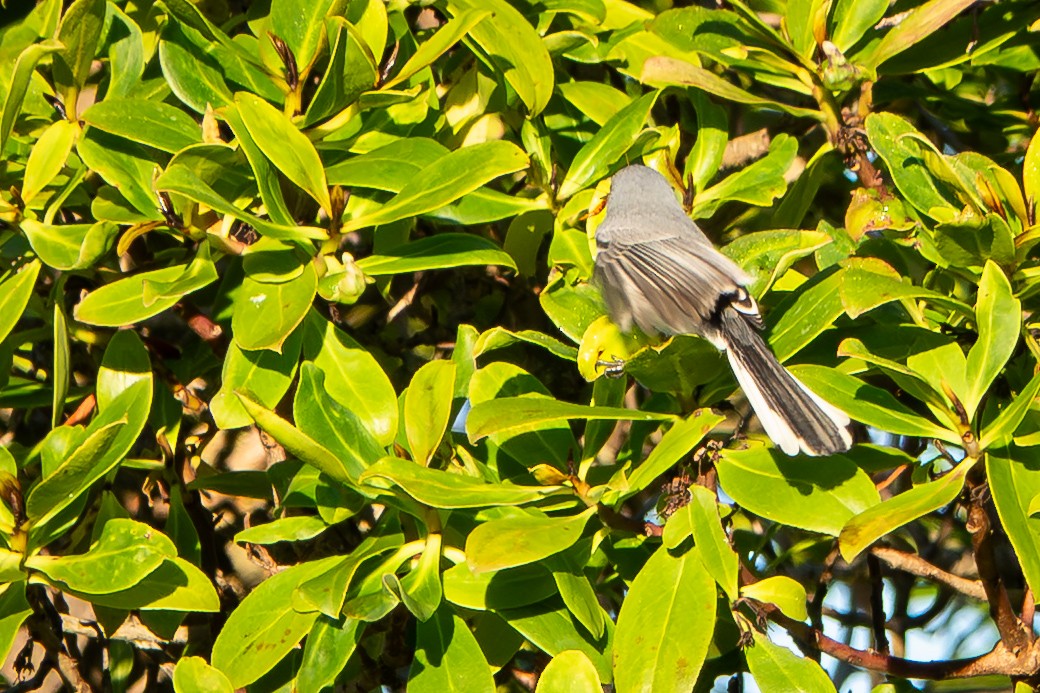 Blue-gray Gnatcatcher - ML643710424