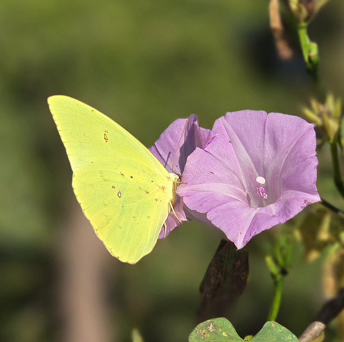 eBird Checklist - 18 Oct 2025 - Fieldworth Rd, Moss Point, MS - 25 species