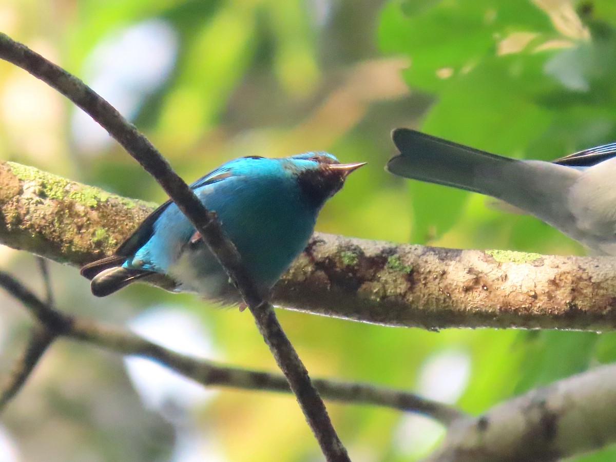 Blue Dacnis - ML643710435