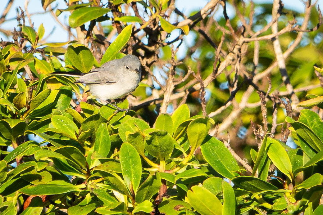 Blue-gray Gnatcatcher - ML643710443
