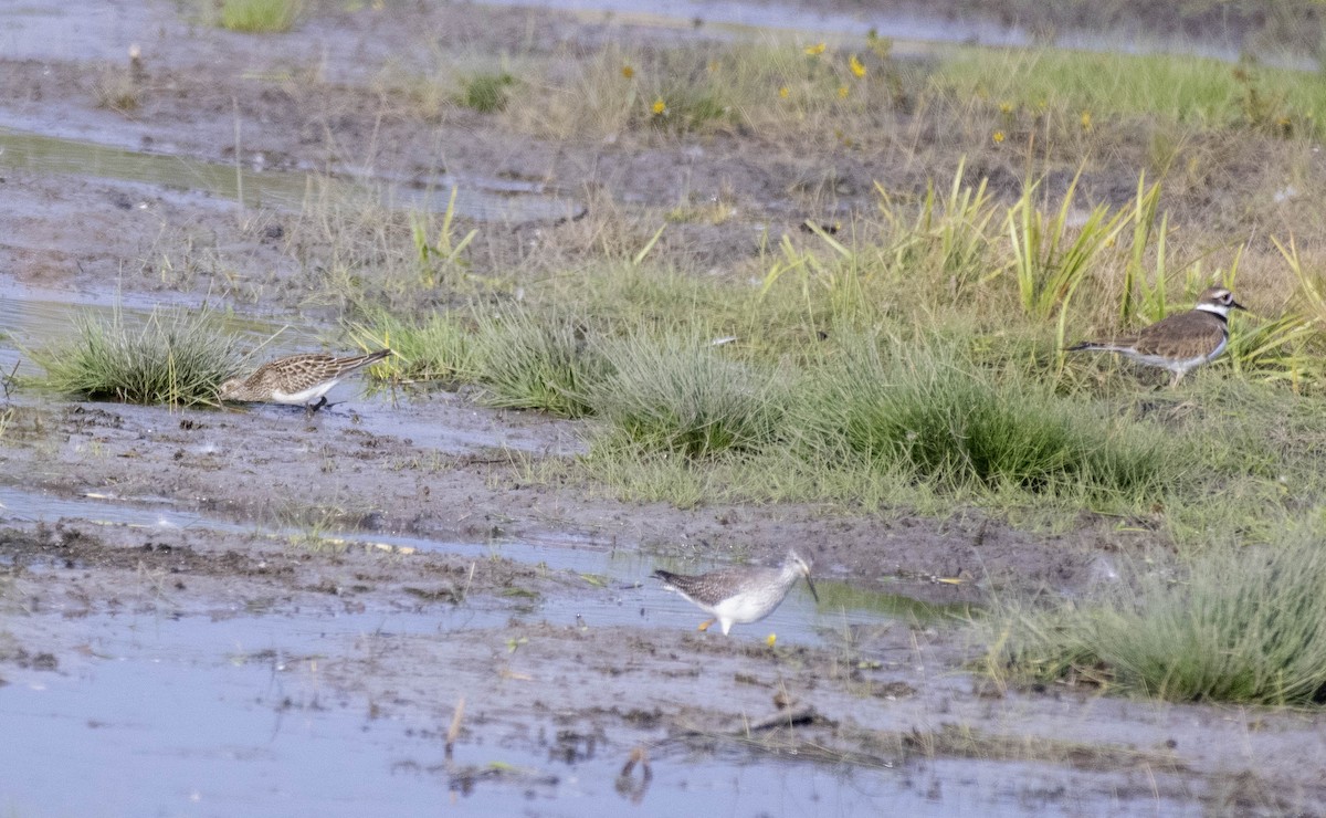 vodouš žlutonohý - ML643710444