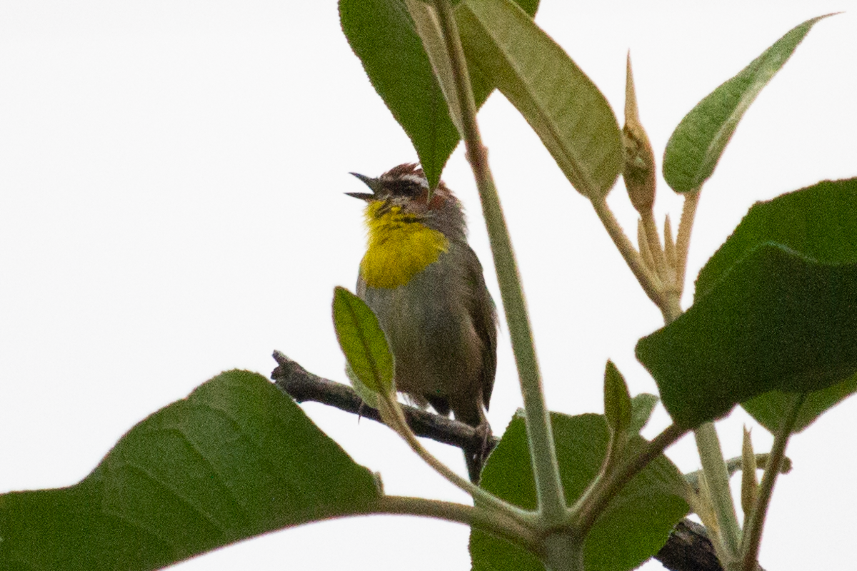 Rufous-capped Warbler - ML643710445