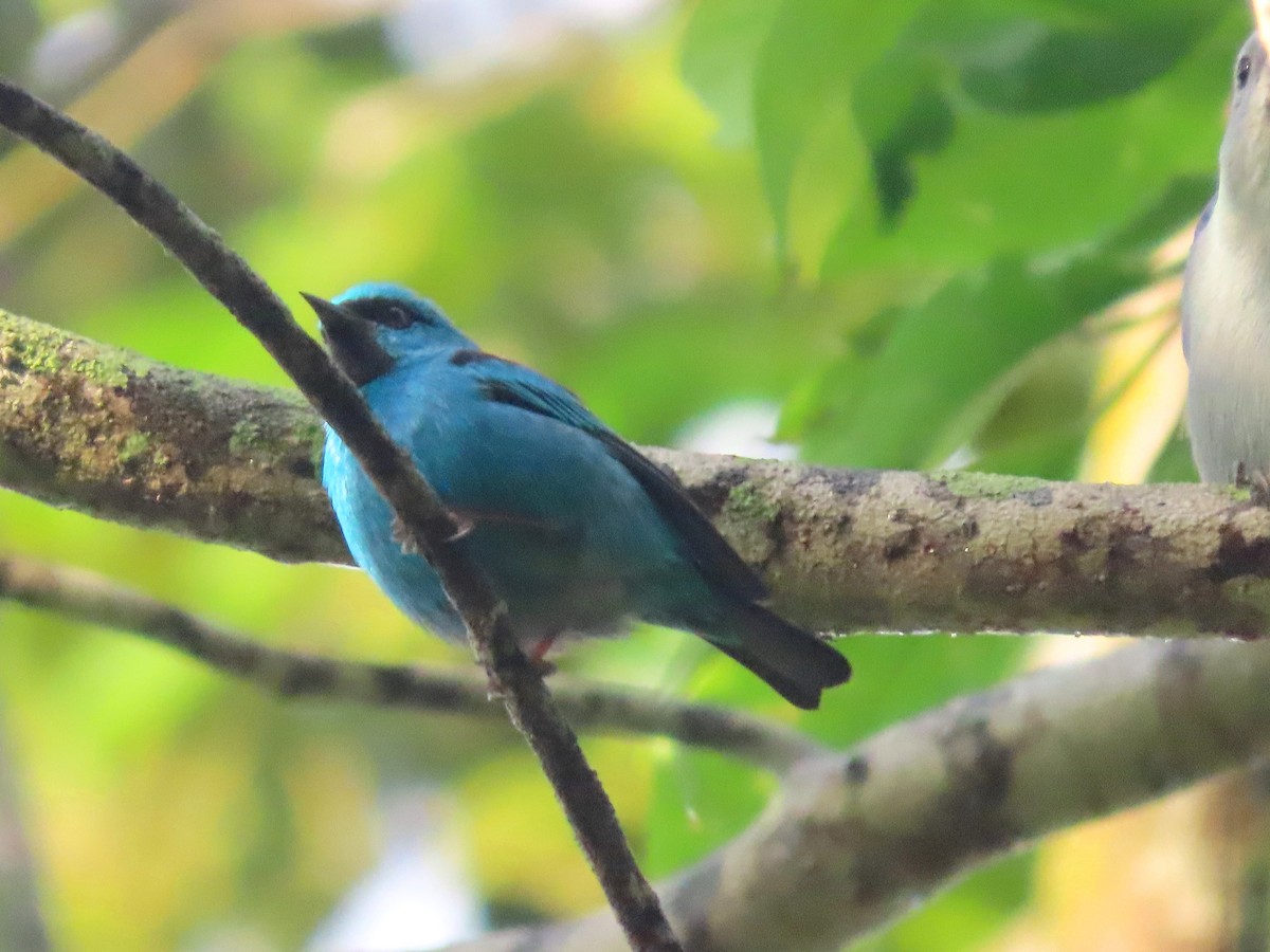 Blue Dacnis - ML643710446