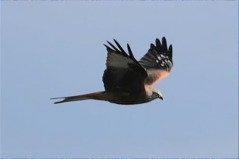 Red Kite - ML643710453