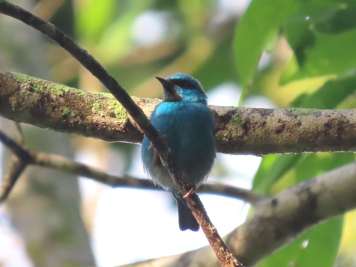 Blue Dacnis - ML643710454