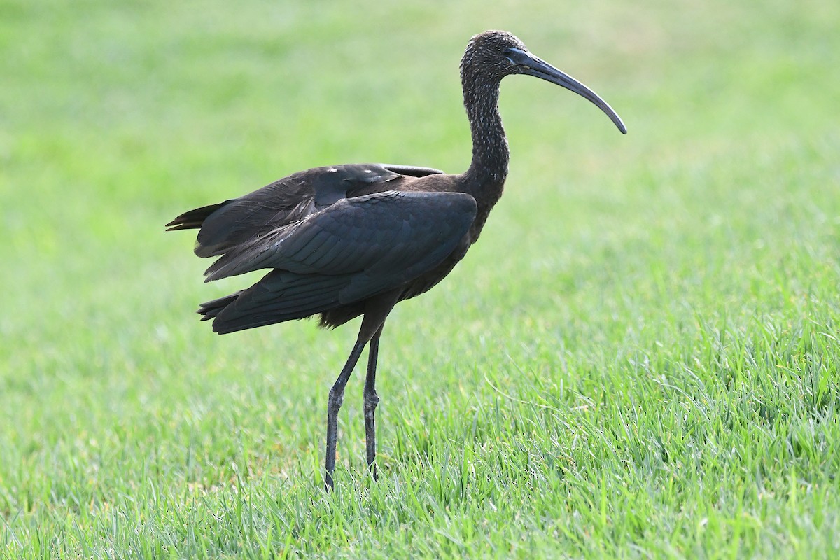 ibis hnědý - ML643710457