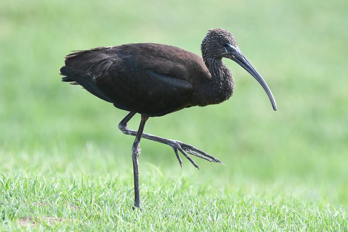 ibis hnědý - ML643710462