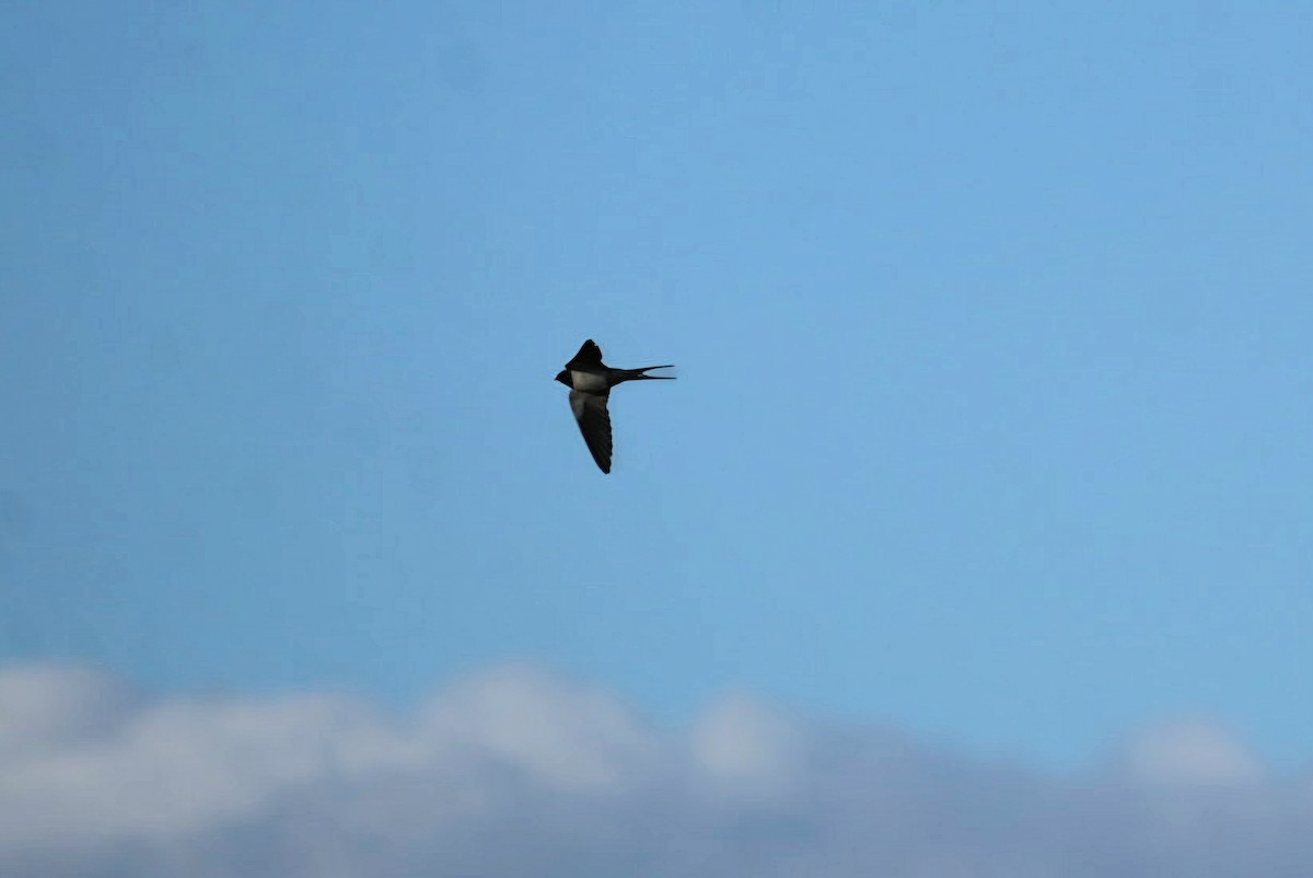 Barn Swallow - ML643710473