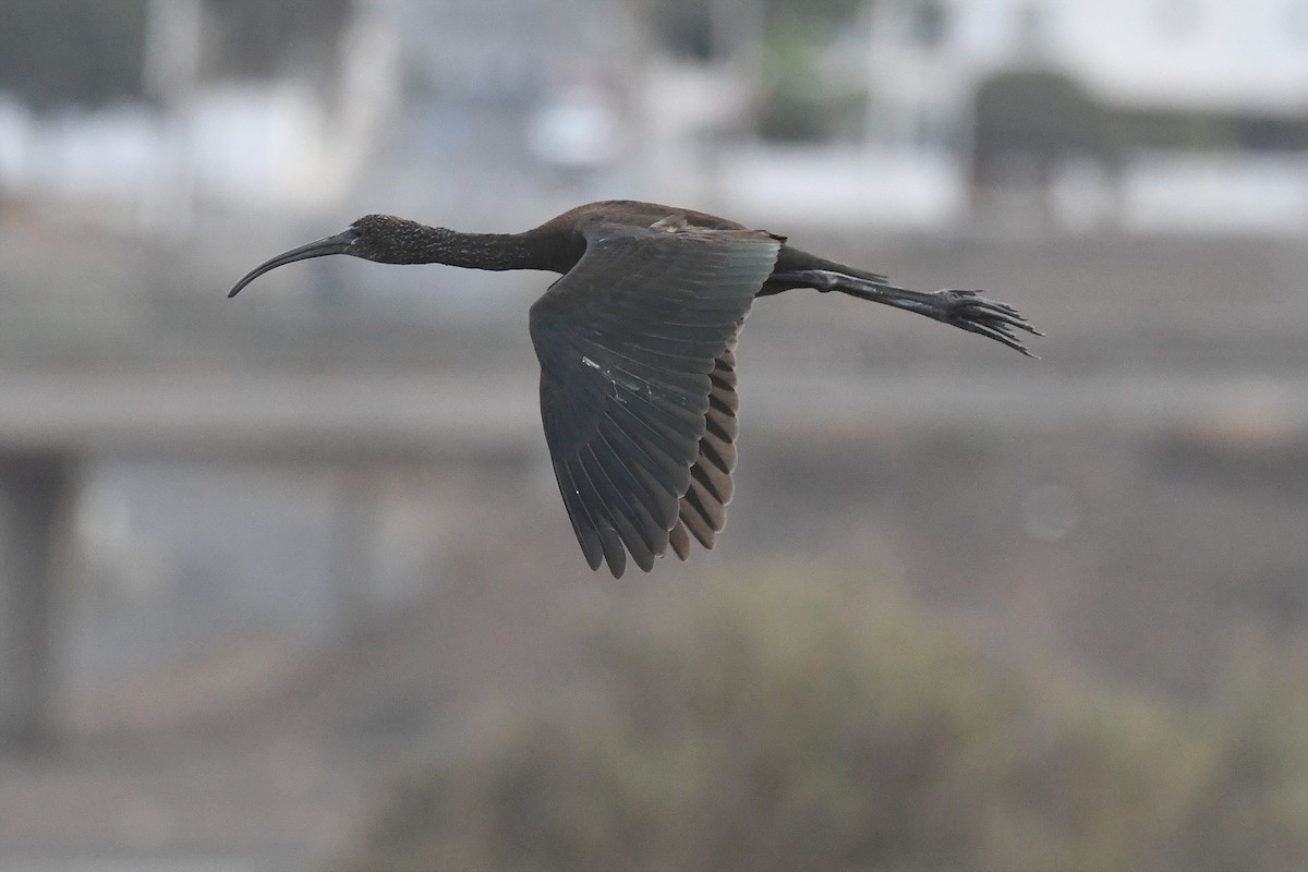 ibis hnědý - ML643710477