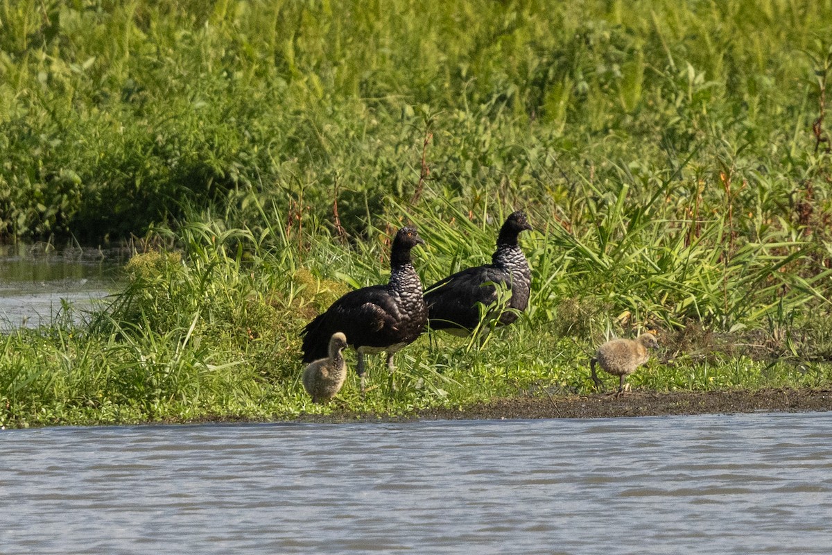 Horned Screamer - ML643710478