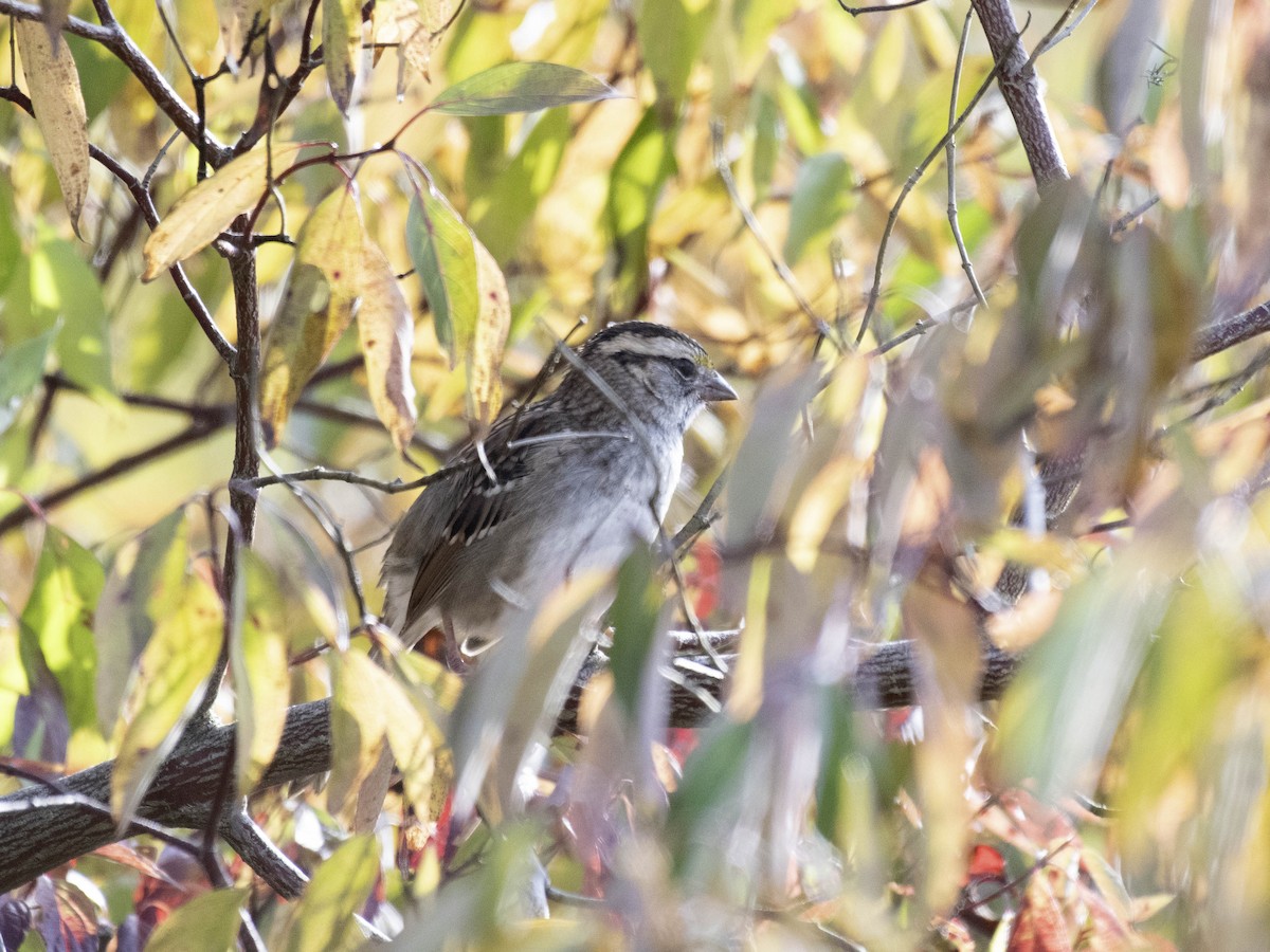 strnadec bělohrdlý - ML643710483
