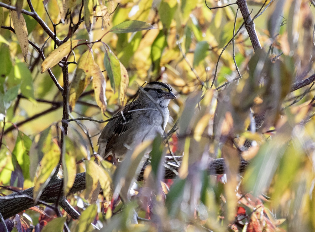 strnadec bělohrdlý - ML643710484