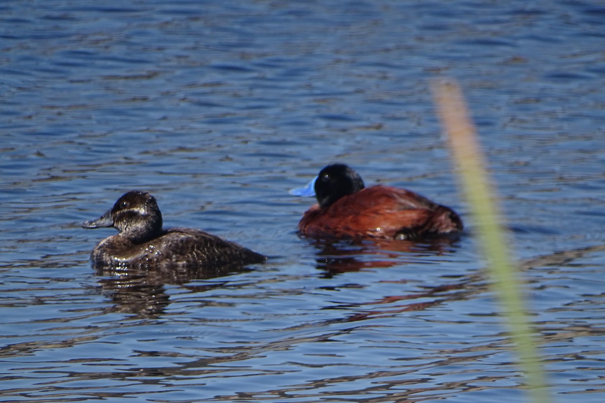 Lake Duck - ML643710507
