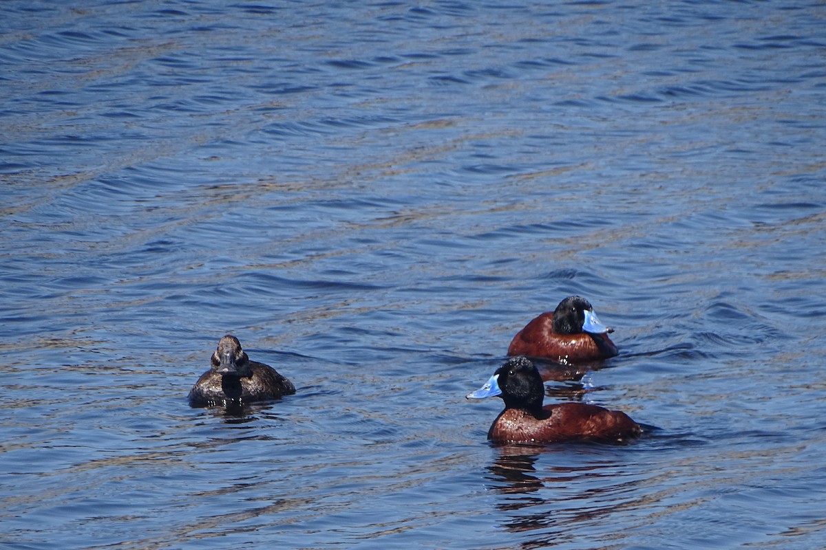 Lake Duck - ML643710508