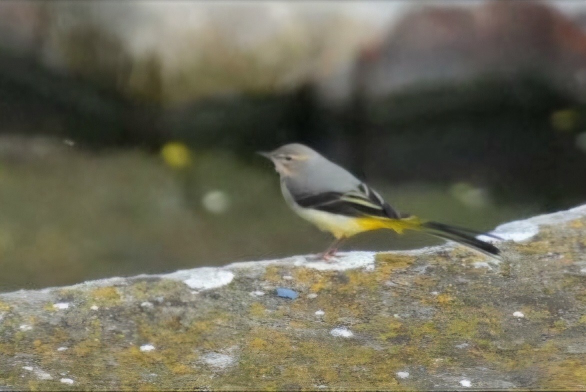 Gray Wagtail - ML643710521