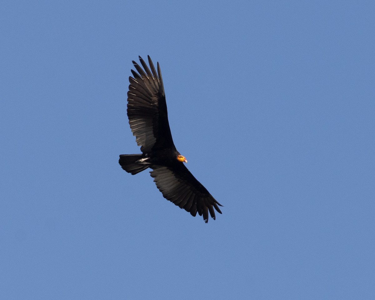 Greater Yellow-headed Vulture - ML643710531