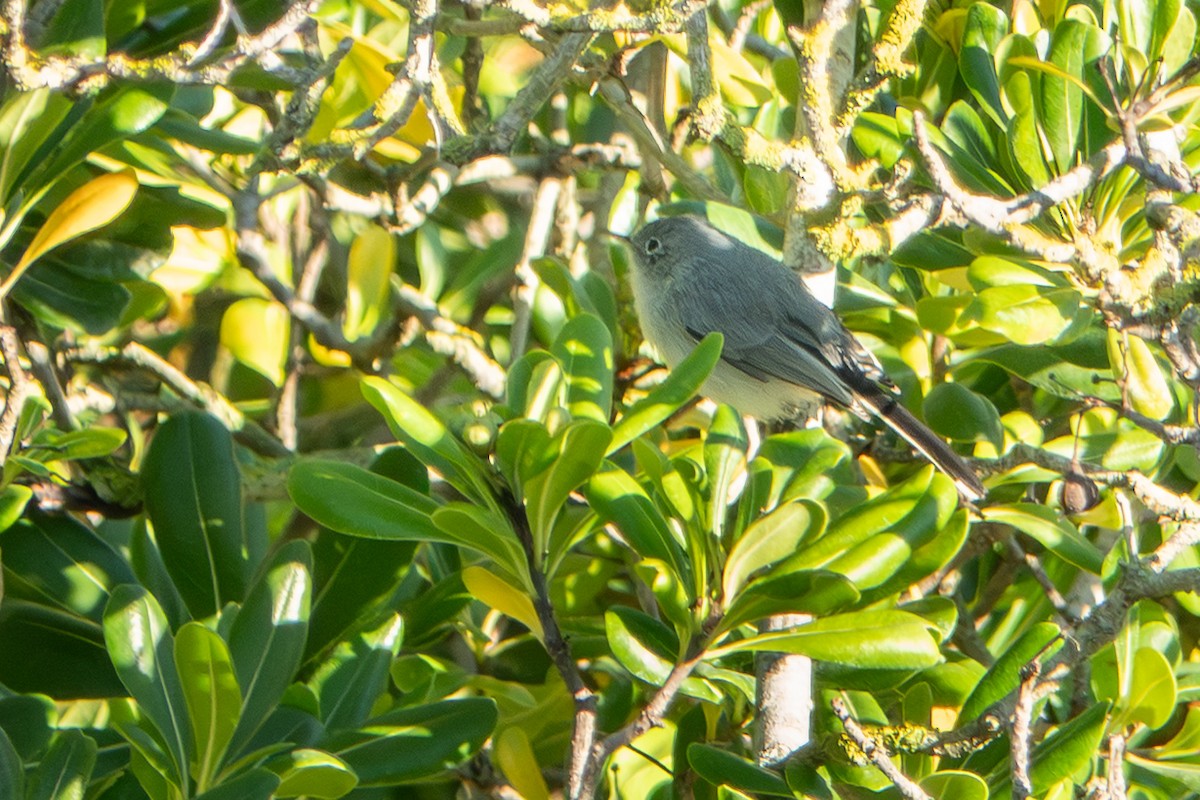 Blue-gray Gnatcatcher - ML643710541
